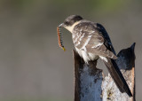 Great Spotted Cuckoo