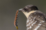 Great Spotted Cuckoo