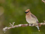 Cedar Waxwing