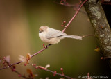 Bushtit