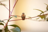 hummingbird0012.JPG