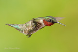 Colibri  gorge rubis/ Ruby-Throated Hummingbird