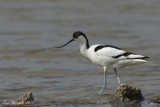 Avocetta - Avocet (Recurvirostra avosetta)