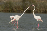 Fenicottero - Flamingo (Phoenicopterus roseus)