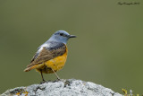 Codirossone - Rock Thrush (Monticola saxatilis)