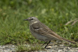 Spioncello (Anthus spinoletta)