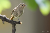 Codirosso spazzacamino (Phoenicurus ochruros)