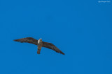 Falco della regina (Falco eleonorae)