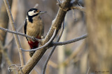 Dendrocopus  major                                 