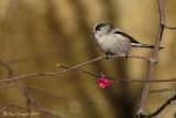 Codibugnolo (Aegithalos caudatus)