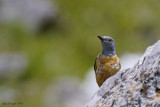 Codirossone - Rock Thrush (Monticola saxatilis)