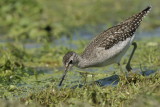 Piro-piro boschereccio (Tringa glareola)