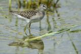 Piro-piro boschereccio (Tringa glareola)