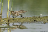 Gambecchio (calidris minuta)