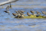 Piovanello (Calidris ferruginea)