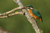 Martin pescatore (Alcedo atthis)