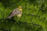 Zigolo giallo (Emberiza citrinella)