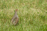 Starna (Perdix perdix)