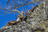 Stambecco (Capra ibex)