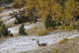 Cervo (Cervus elaphus)