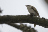 Rampichino alpestre (Certhia familiaris)