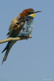 Gruccione (Merops apiaster)