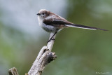 Codibugnolo juv. - Long-tailed Tit (Aegithalos caudatus)