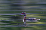 Svasso cornuto (Podiceps auritus)