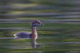 Svasso cornuto (Podiceps auritus)