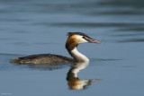 Svasso maggiore (Podiceps cristatus)