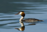 Svasso maggiore (Podiceps cristatus)