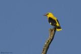 Rigogolo (Oriolus oriolus)