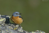 Codirossone (Monticola saxatilis)