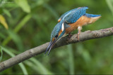 Martin pescatore (Alcedo atthis)