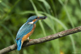 Martin pescatore (Alcedo atthis)