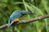 Martin pescatore (Alcedo atthis)