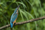 Martin pescatore (Alcedo atthis)