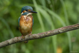 Martin pescatore (Alcedo atthis)