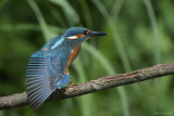 Martin pescatore (Alcedo atthis)