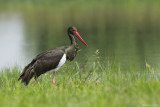 Cicogna nera (Ciconia nigra)