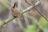 Scricciolo - Wren (Troglodytes troglodytes)