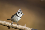 Cincia dal ciuffo (Lophophanes cristatus)