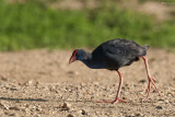 Pollo sultano (Porphyrio porphyrio)