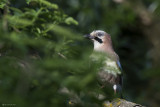 Ghiandaia (Garrulus glandarius)