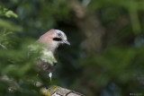 Ghiandaia (Garrulus glandarius)