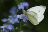 Pieris rapae