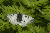 Parnassius mnemosyne