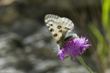 Parnassius apollo