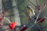 Cesena (Turdus pilaris)