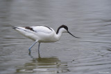 Avocetta - Avocet (Recurvirostra avosetta)